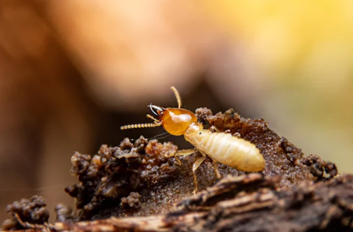 Termite Danger Management: Is your Residential or commercial property at Risk?