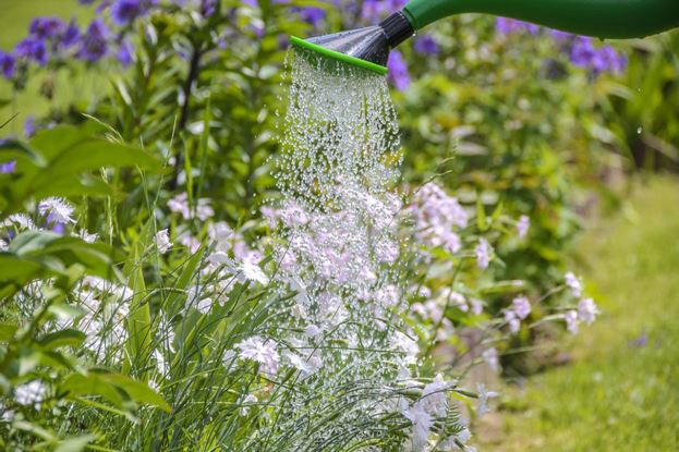 6 ways to save water in your garden