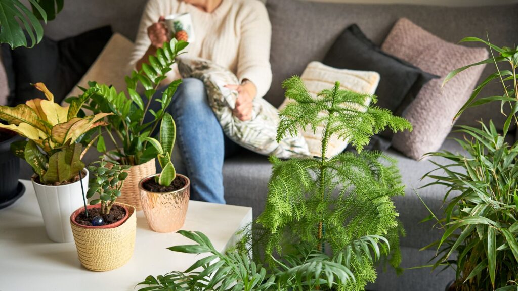 Top 10 Indoor Plants to Grow at Home