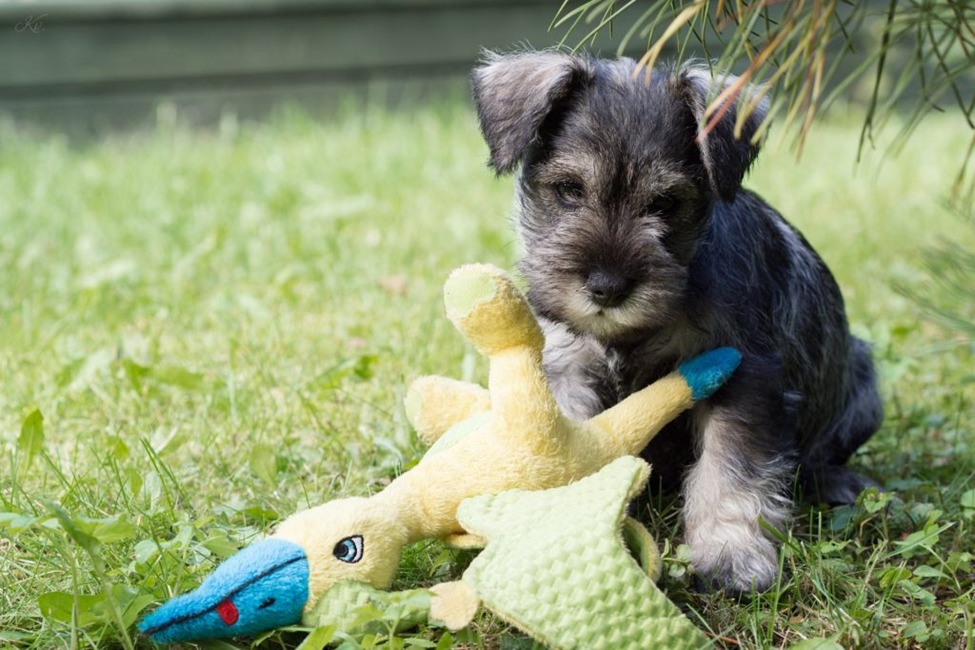 Why Miniature Schnauzer Puppies are the Perfect Addition to Your Family