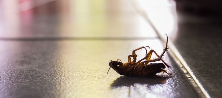 Cockroach Exterminator in Toronto: Keeping Your Home Pest-Free