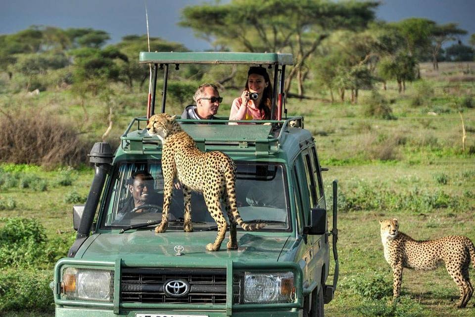 Group Safari Itineraries: Crafting Adventures for Diverse Interests